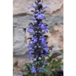 AJUGA reptans 'Braunherz' - Indás ínfű