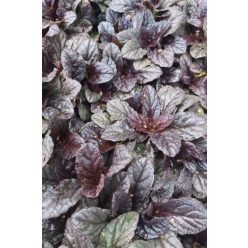AJUGA reptans 'Braunherz' - Indás ínfű