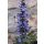 AJUGA reptans 'Braunherz' - Indás ínfű