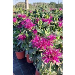   MONARDA didyma 'SUGAR BUZZ® Grape Gumball'  - Méhbalzsam