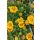 GAILLARDIA aristata 'Arizona Apricot' - Kokárdavirág