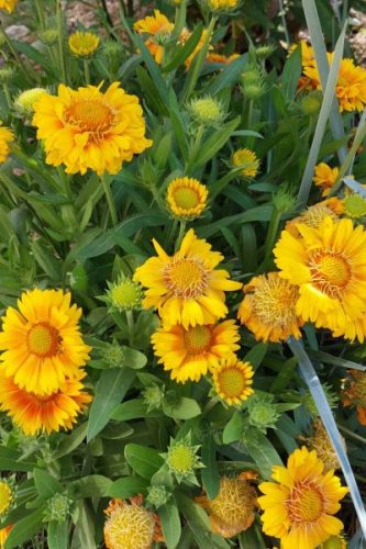 GAILLARDIA aristata 'Arizona Apricot' - Kokárdavirág