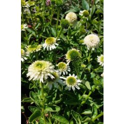 ECHINACEA purpurea 'Delicious Nougat' - Kasvirág