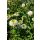 ECHINACEA purpurea 'Delicious Nougat' - Kasvirág