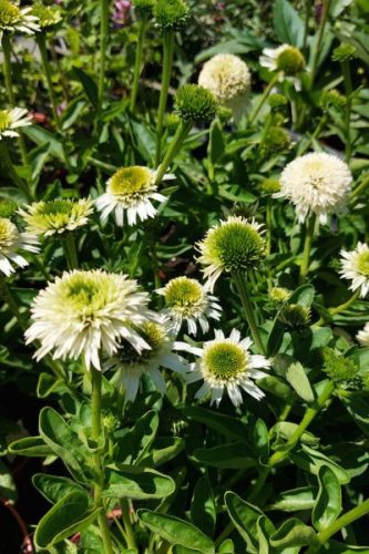 ECHINACEA purpurea 'Delicious Nougat' - Kasvirág