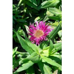   SYMPHYOTRICHUM (syn. Aster) novae-angliae 'Pink Crush' - Mirigyes őszirózsa