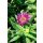 SYMPHYOTRICHUM (syn. Aster) novae-angliae 'Pink Crush' - Mirigyes őszirózsa