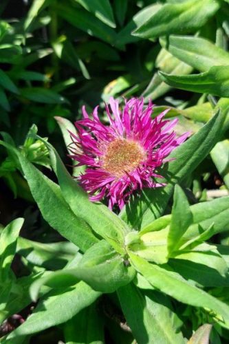 SYMPHYOTRICHUM (syn. Aster) novae-angliae 'Pink Crush' - Mirigyes őszirózsa