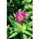 SYMPHYOTRICHUM (syn. Aster) novae-angliae 'Pink Crush' - Mirigyes őszirózsa
