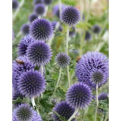 ECHINOPS ritro - Kék szamárkenyér