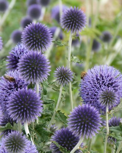ECHINOPS ritro - Kék szamárkenyér