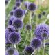 ECHINOPS ritro - Kék szamárkenyér