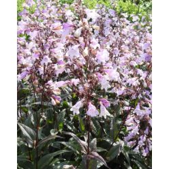   PENSTEMON digitalis 'Pocahontas'– Bíborlevelű bugatölcsér