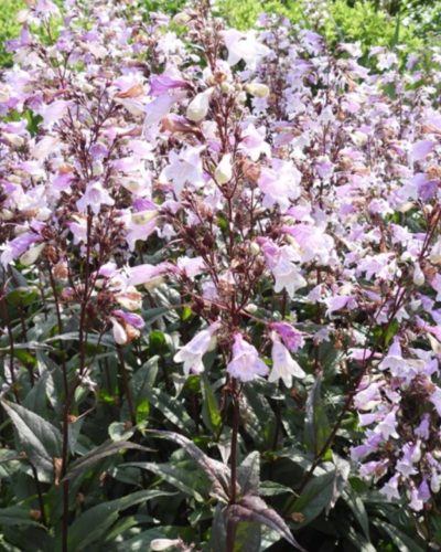 PENSTEMON digitalis 'Pocahontas'– Bíborlevelű bugatölcsér