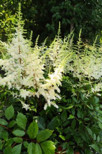 ASTILBE japonica 'Ellie' - Japán tollbuga