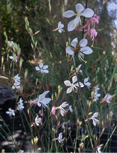 GAURA (Oenothera) lindheimeri 'Whirling Butterflies' - Évelő díszgyertya