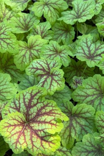 HEUCHERA 'Red Lightning' - Tűzeső