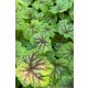 HEUCHERA 'Red Lightning' - Tűzeső