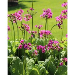   PRIMULA japonica 'Miller's Crimson' - Japán kankalin