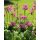 PRIMULA japonica 'Miller's Crimson' - Japán kankalin