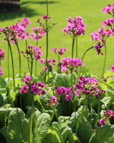 PRIMULA japonica 'Miller's Crimson' - Japán kankalin