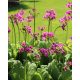 PRIMULA japonica 'Miller's Crimson' - Japán kankalin