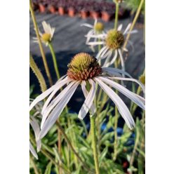   ECHINACEA pallida 'Hula Dancer' - Halvány kasvirág