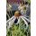 ECHINACEA pallida 'Hula Dancer' - Halvány kasvirág