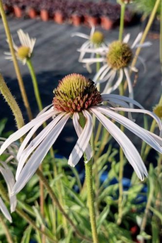 ECHINACEA pallida 'Hula Dancer' - Halvány kasvirág