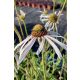 ECHINACEA pallida 'Hula Dancer' - Halvány kasvirág