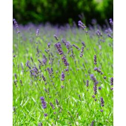   LAVANDULA angustifolia 'Essence Purple' - Angol levendula