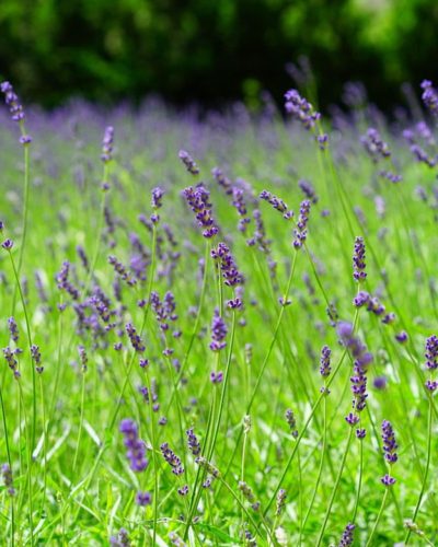 LAVANDULA angustifolia 'Essence Purple' - Angol levendula