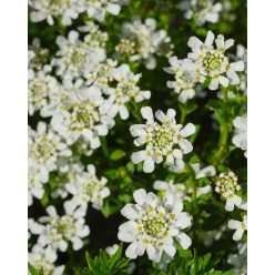 IBERIS sempervirens - Örökzöld tatárvirág