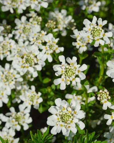 IBERIS sempervirens - Örökzöld tatárvirág
