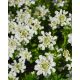 IBERIS sempervirens - Örökzöld tatárvirág