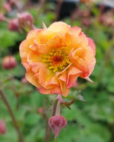 GEUM 'Mai Tai' - Gyömbérgyökér