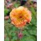 GEUM 'Mai Tai' - Gyömbérgyökér
