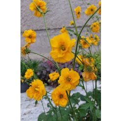 GEUM chiloense 'Goldball' - Gyömbérgyökér