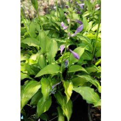 HOSTA 'Kabitan' - Árnyékliliom