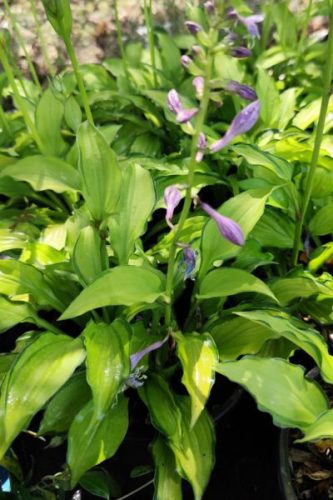 HOSTA 'Kabitan' - Árnyékliliom