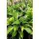 HOSTA 'Kabitan' - Árnyékliliom