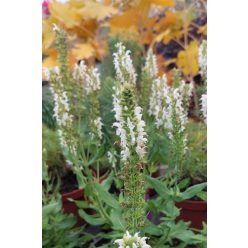   SALVIA nemorosa 'Sensation Medium White" - Ligeti zsálya
