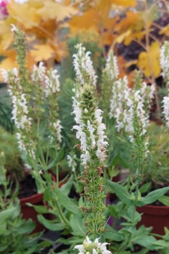 SALVIA nemorosa 'Sensation Medium White" - Ligeti zsálya