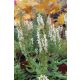 SALVIA nemorosa 'Sensation Medium White" - Ligeti zsálya