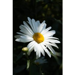 LEUCANTHEMUM x superbum 'Brightside' -  Margaréta