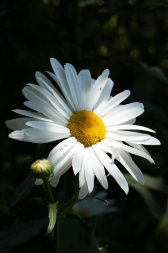 LEUCANTHEMUM x superbum 'Brightside' -  Margaréta