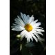 LEUCANTHEMUM x superbum 'Brightside' -  Margaréta