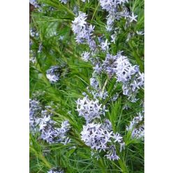 AMSONIA hubrichtii – Csillagmeténg