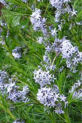 AMSONIA hubrichtii – Csillagmeténg