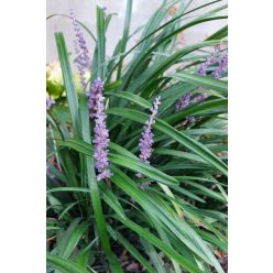 LIRIOPE muscari ‘Big Blue’- Gyöngyikés gyepliliom